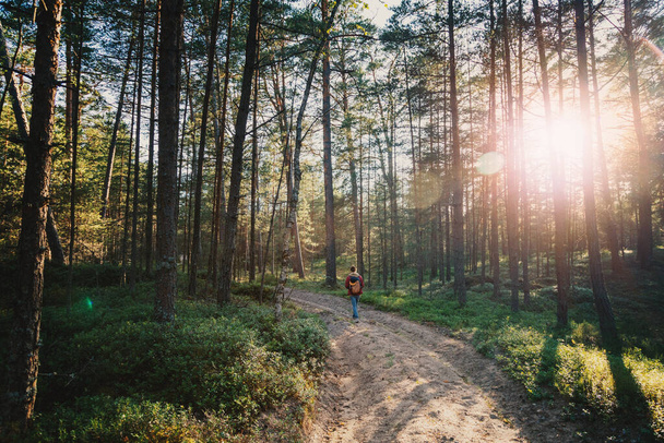 Young pretty woman walks in a pine forest alone at sunset,  local travel trend summer 2020 - Fotoğraf, Görsel