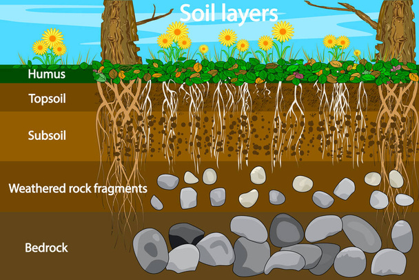 Слои почвы. Схема слоя почвы. Схема слоя почвы с травой и корнями, текстурой земли и камнями. Поперечное сечение гумуса или органических и подземных слоев почвы под ним. Векторная иллюстрация
 - Вектор,изображение