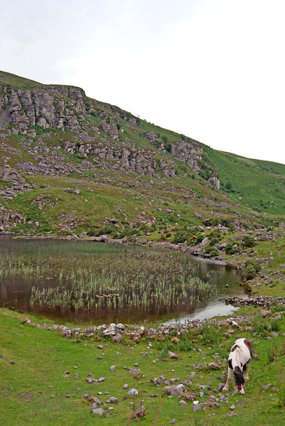 アイルランドの湖の前の芝生の上の馬 - 写真・画像