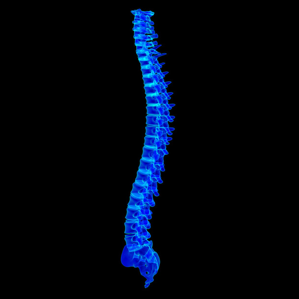 3d rendere la colonna vertebrale blu
 - Foto, immagini
