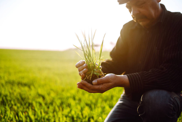 Young wheat sprout in the hands of a farmer. Wheat seedling on the hand. Farmer checking his crops on an agriculture field. Ripening ears of wheat field. - Foto, Bild