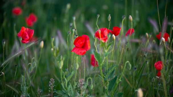 Nahaufnahme einer roten Mohnwiese. Schöne Frühlingsblumen und grüne Knospen. - Foto, Bild