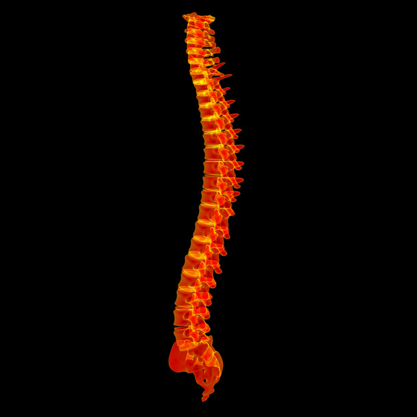 3d rendere la spina dorsale rossa
 - Foto, immagini