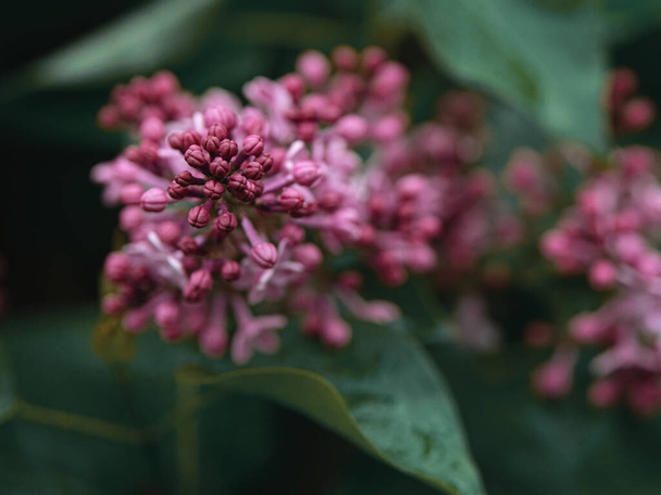 lilacs began to blossom in spring - Foto, afbeelding