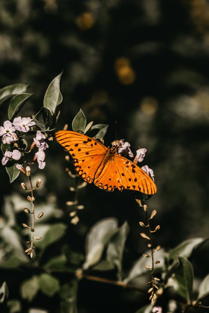 A vertical shot of an orange butterfly on a twig - Фото, изображение
