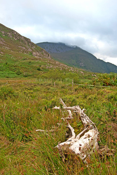 アイルランドの芝生の上で古くて生い茂った木 - 写真・画像