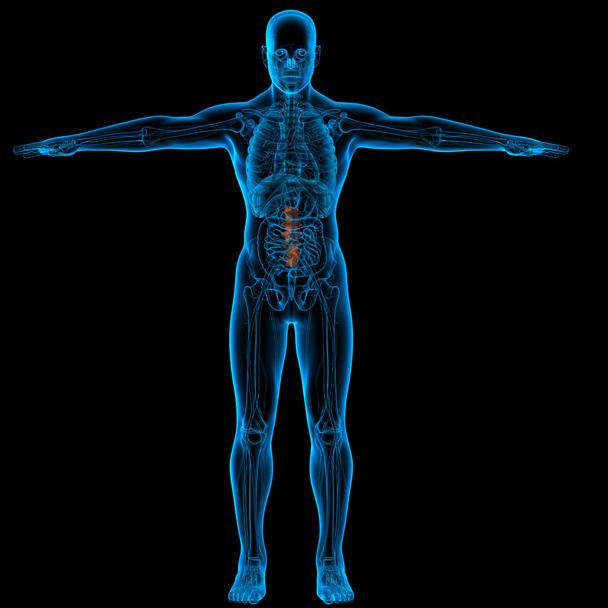 Lumbar spine anatomy - front view - Photo, Image
