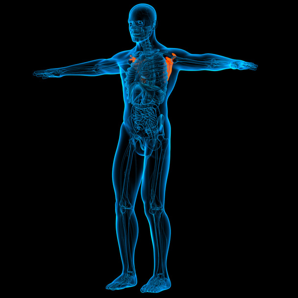 Скапула - Анатомия костей
 - Фото, изображение