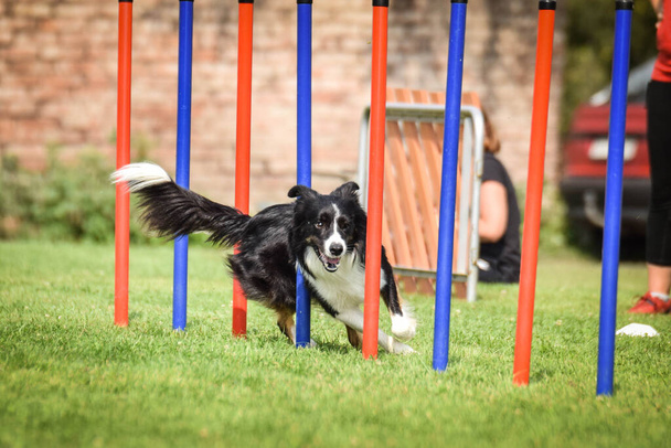 Lovely tricolor Border collie τρέχει σλάλομ για τσέχικη ευελιξία του ανταγωνισμού σλάλομ. Τα σκυλιά το λατρεύουν.! - Φωτογραφία, εικόνα
