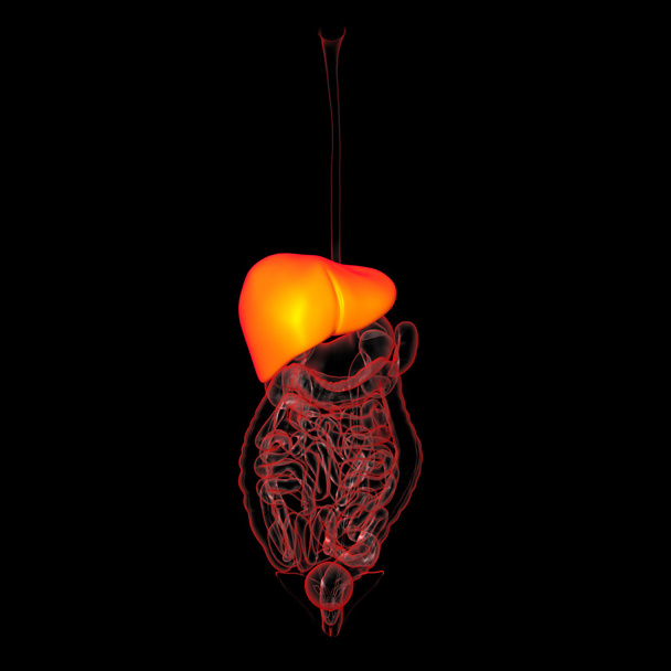 Толстая кишка пищеварительной системы человека
 - Фото, изображение