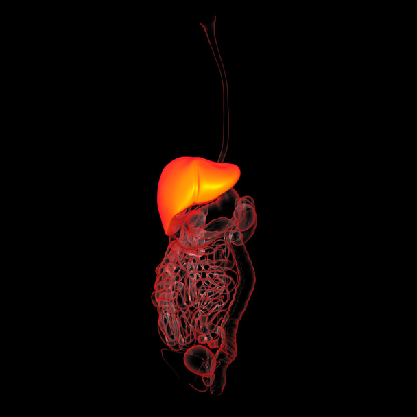 Ludzki układ pokarmowy jelita grubego - Zdjęcie, obraz