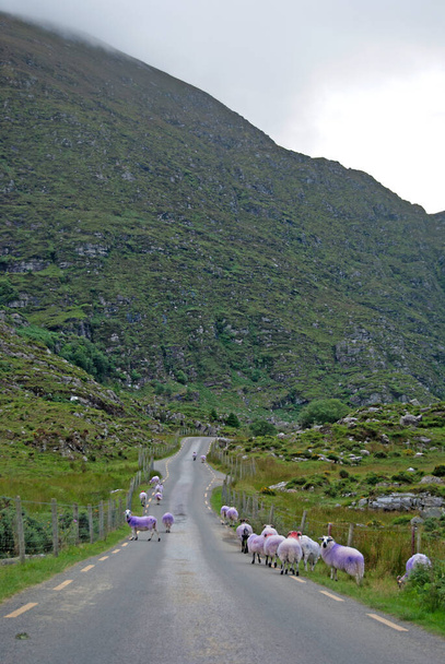 Ovejas marcadas en un camino, Irlanda - Foto, imagen