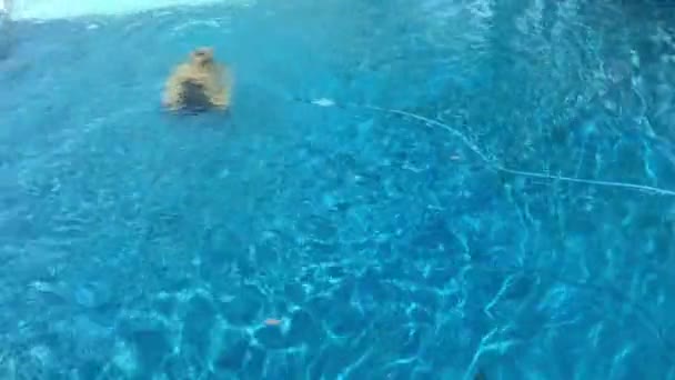 Robot medence tisztító medence tisztítása. - Felvétel, videó
