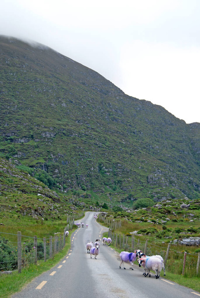 Позначені вівці на дорозі (Ірландія) - Фото, зображення