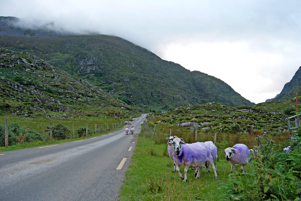 Ovejas marcadas en un camino, Irlanda - Foto, Imagen