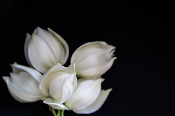white flowers on black background  - 写真・画像