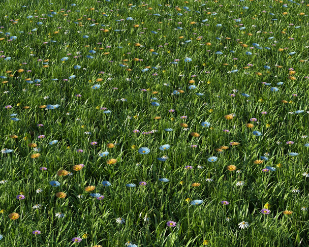 spring flowers in a meadow - Photo, Image