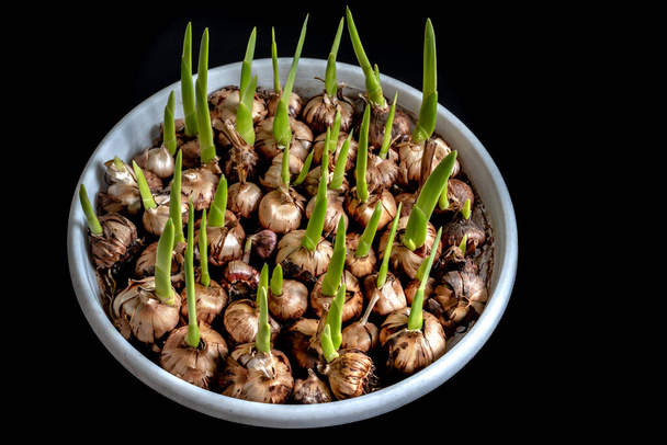 Flower bulbs for planting began to grow - Foto, afbeelding