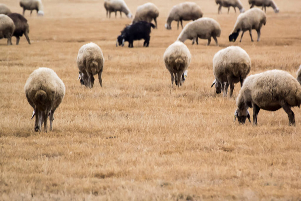 стадо овец на естественном фоне
 - Фото, изображение