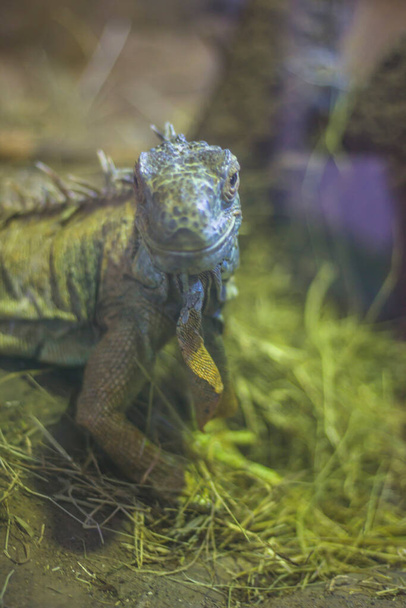 Vue frontale d'un iguane sympathique qui semble sourire
 - Photo, image