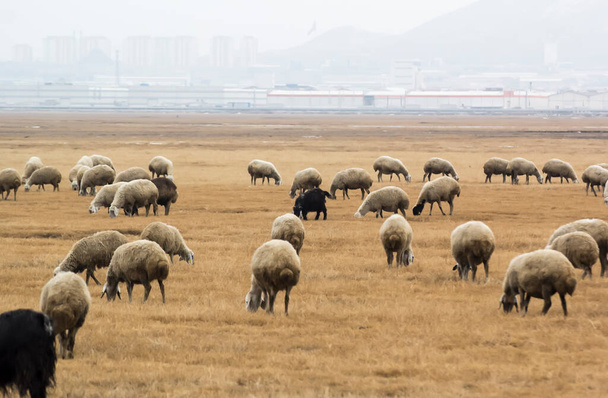 schapen kudde op natuurlijke achtergrond - Foto, afbeelding