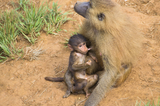 Delicado babuino de bahía (Papio) chupando el pezón de su madre
 - Foto, Imagen