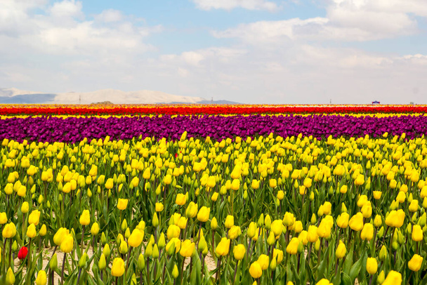 kleurrijke tulpenvelden tuin - Foto, afbeelding