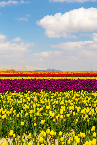 kleurrijke tulpenvelden tuin - Foto, afbeelding
