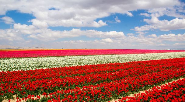 барвисті тюльпани поля саду
 - Фото, зображення