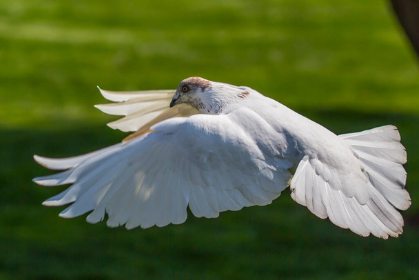 White pigeon flying on  background - Zdjęcie, obraz