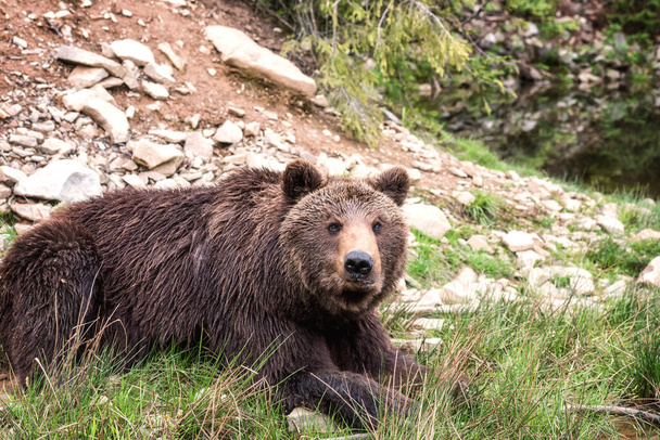 Nagy Barna Medve (ursus arctos) az erdő hátterében, vadon élő állat. Nemzeti Természetvédelmi Park Szinnevir, Kárpátok, Barna medvék rehabilitációs központ, Kárpátaljai régió, Ukrajna - Fotó, kép
