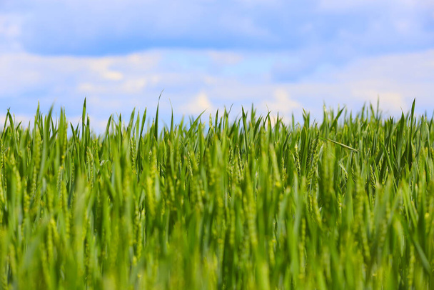 grama verde abstrata no prado
  - Foto, Imagem
