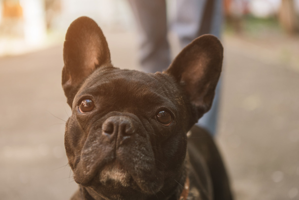 selective focus of cute french bulldog looking at camera outside - Foto, immagini