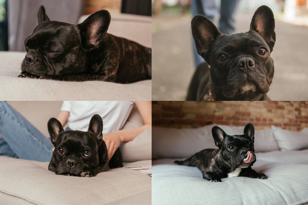 collage of girl sitting near cute french bulldog in living room - Photo, Image