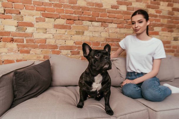 selective focus of cute french bulldog sitting on sofa near attractive girl  - Photo, Image