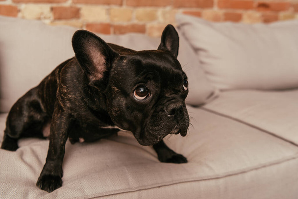 black and cute french bulldog looking up and sitting on sofa - Foto, Imagen
