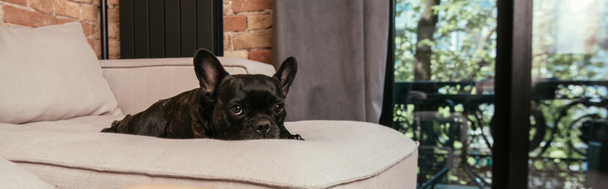panoramic shot of black french bulldog looking at camera while lying on sofa in living room  - Foto, immagini