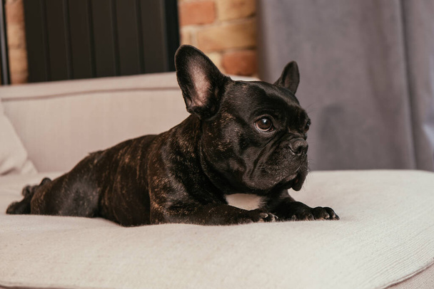 black french bulldog lying on sofa in modern living room  - Zdjęcie, obraz