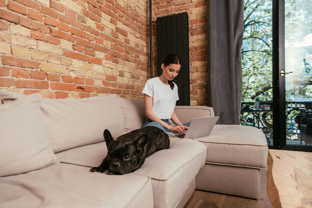 hermosa freelancer usando portátil cerca bulldog francés en sala de estar
  - Foto, imagen