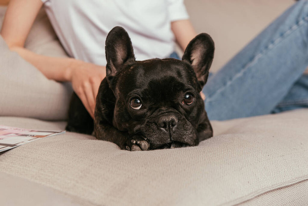 cropped view of young woman touching black french bulldog  - Foto, afbeelding