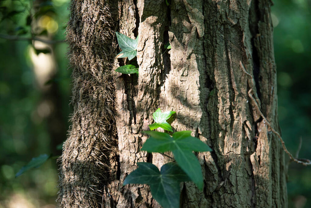 close-up on a tree trunk with ivy in the forest - Foto, immagini