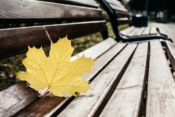 Falling leaves. Autumn in park in yellow leaves. Yellow maple leave on park bench - Valokuva, kuva