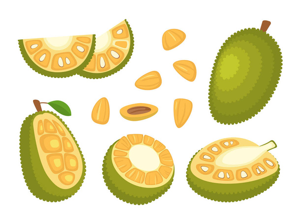 Cartoon Color Whole, Half and Pieces Fresh Jackfruit Set. Vector - Вектор, зображення