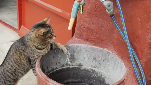 Een huiskat speelt met druppels kraanwater in de tuin - Video