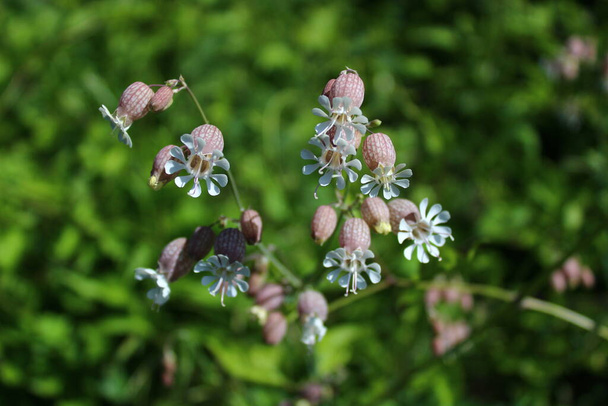 blossoming rattleweed in the meadow - Photo, Image