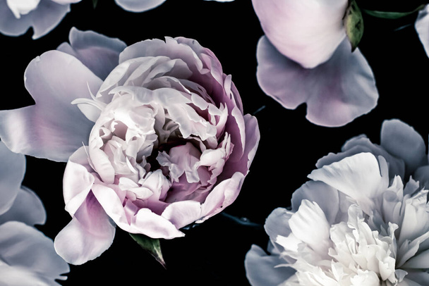 Pastel peony flowers as floral art background, botanical flatlay and luxury branding - Foto, Bild