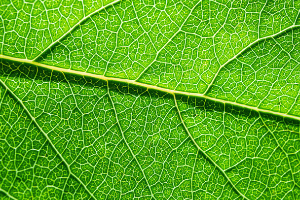 Texture of a fresh green leaf close-up, macro photo. The concept of ecology, nature, spring, summer. Copyspace. World Environment Day. Abstract natural background. - Фото, изображение