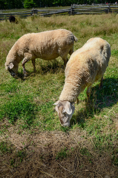 δύο πρόβατα βόσκηση στο γρασίδι στο Acadian Village, New Brunswick, Καναδάς - Travel Destination - Φωτογραφία, εικόνα