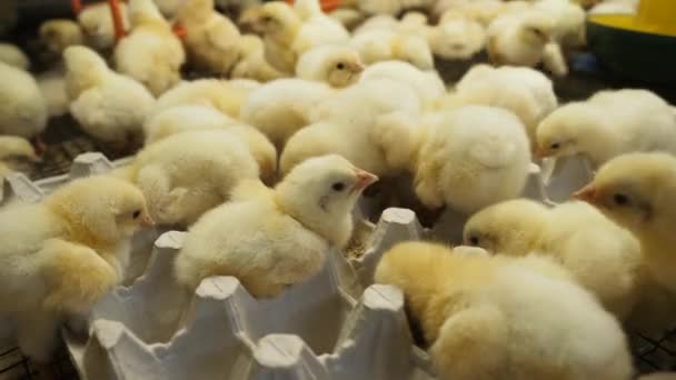 Los pollos recién nacidos comen granos, cultivan, alimentan, crían aves de corral, industria agrícola
 - Imágenes, Vídeo
