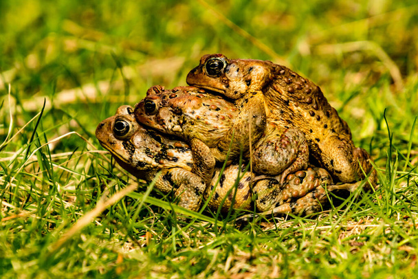 Американские жабы собрались вместе на дорожке, Национальный парк Грос-Морн, Ньюфаундленд, Канада
 - Фото, изображение